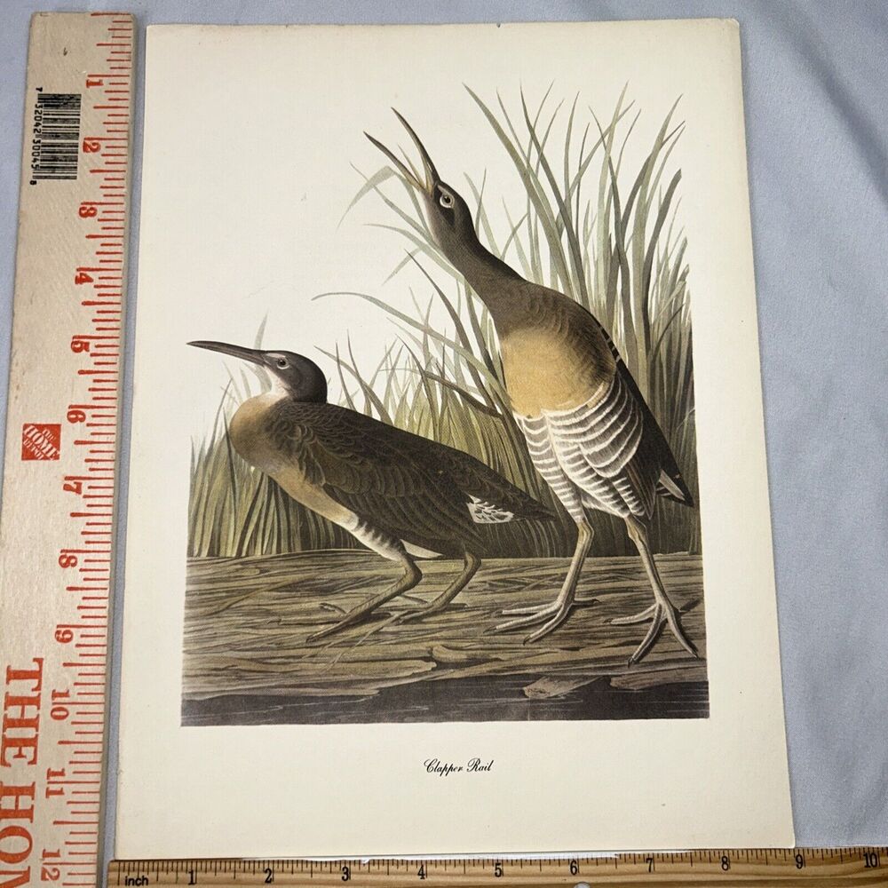 Clapper Rail Book Print Roger Tory Peterson Audubon Birds of America